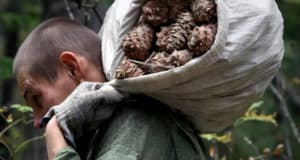 11 человек без вести пропали на сборе кедрового ореха, один погиб