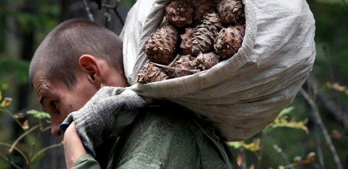 11 человек без вести пропали на сборе кедрового ореха, один погиб