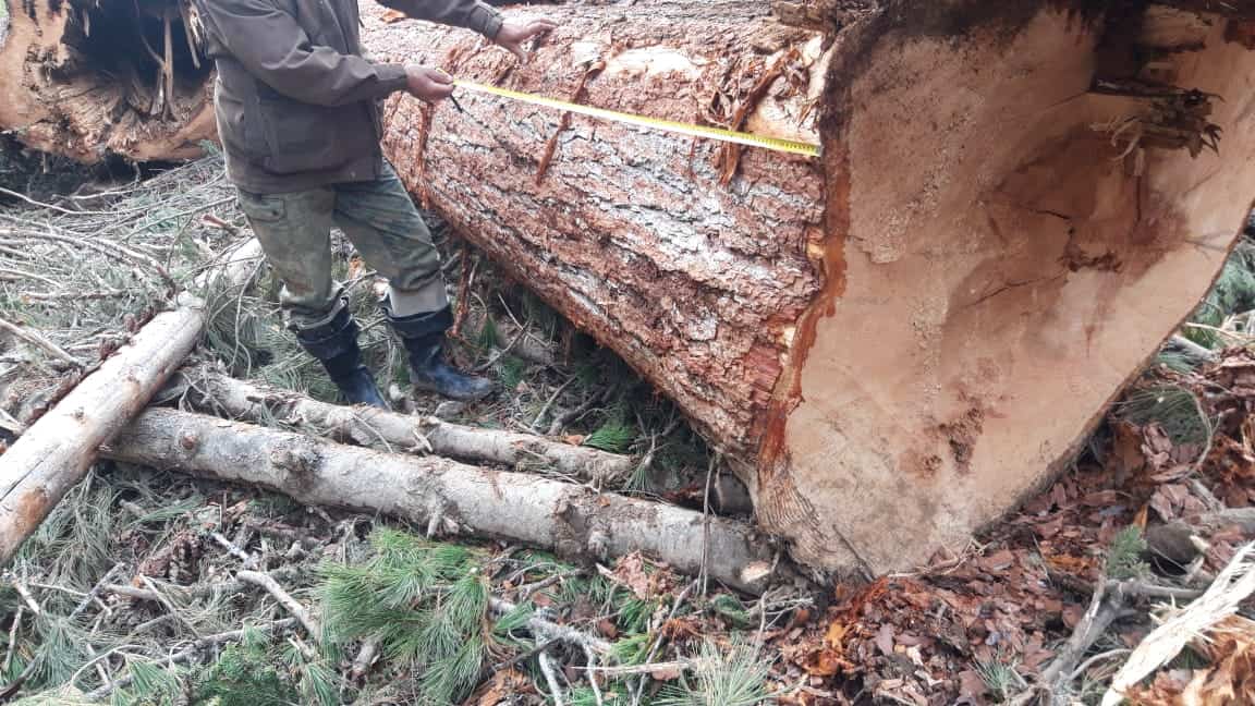 Обнаружена незаконная рубка деревьев, косвенно связанная с добычей золота