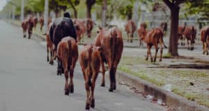 В Чемальском районе наймут погонщиков, чтобы отгонять скот от дороги