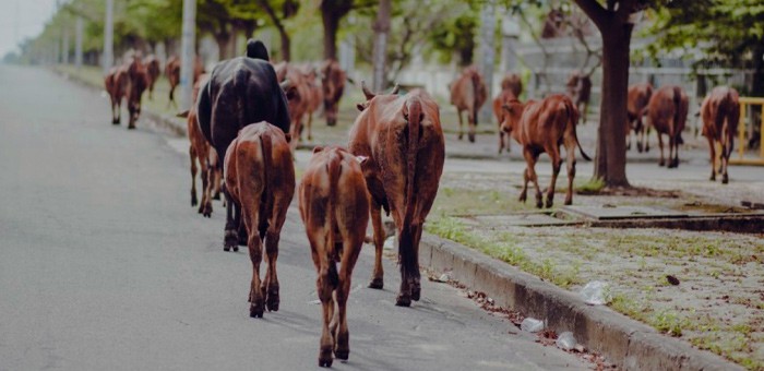 В Чемальском районе наймут погонщиков, чтобы отгонять скот от дороги