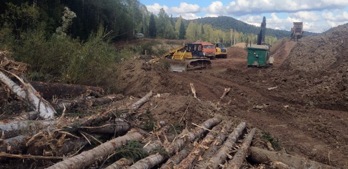 Золотодобытчики спровоцировали незаконную рубку деревьев в Турочакском районе