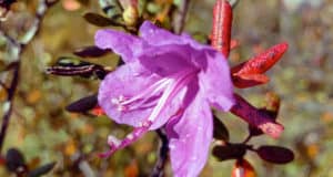 В Алтайском заповеднике вновь зацвели растения