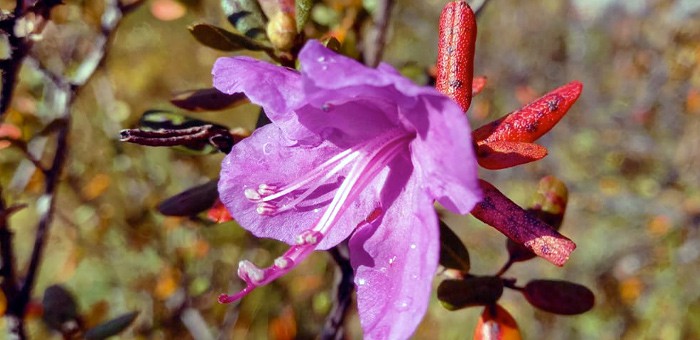 В Алтайском заповеднике вновь зацвели растения