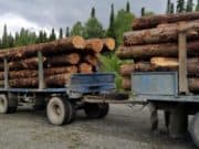 Предприниматель незаконно нарубил кедра более чем на 10 миллионов Предприниматель незаконно нарубил кедра более чем на 10 миллионов