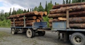 Предприниматель незаконно нарубил кедра более чем на 10 миллионов Предприниматель незаконно нарубил кедра более чем на 10 миллионов