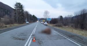 На Чуйском тракте снова произошли ДТП из-за разгуливающих сельхозживотных На Чуйском траке снова произошли ДТП из-за разгуливающих сельхозживотных