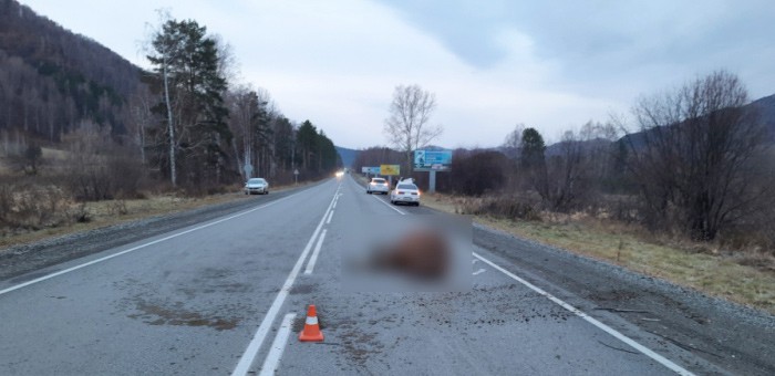 На Чуйском тракте снова произошли ДТП из-за разгуливающих сельхозживотных