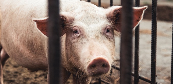 Свинья укусила ребенка на «Лохматой ферме»