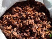 Жителю Купчегеня продали траву и мох под видом кедровых шишек