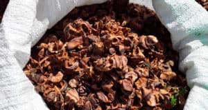 Жителю Купчегеня продали траву и мох под видом кедровых шишек Жителю Купчегеня продали траву и мох под видом кедровых шишек
