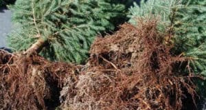 В Турочакском районе «черные лесорубы» спилили 167 пихт