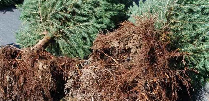 Житель Турочакского района незаконно заготовил сорок пихт на продажу