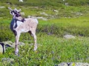 В Алтайском заповеднике фотоловушки вновь сделали снимки северных оленей В Алтайском заповеднике фотоловушки вновь сделали снимки северных оленей