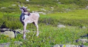 В Алтайском заповеднике фотоловушки вновь сделали снимки северных оленей