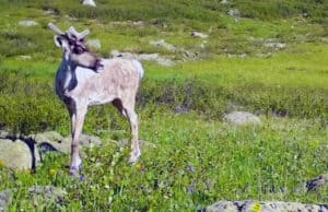 В Алтайском заповеднике фотоловушки вновь сделали снимки северных оленей В Алтайском заповеднике фотоловушки вновь сделали снимки северных оленей