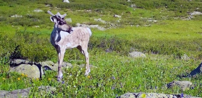 В Алтайском заповеднике фотоловушки вновь сделали снимки северных оленей