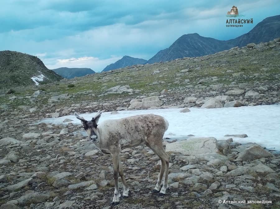 В Алтайском заповеднике фотоловушки вновь сделали снимки северных оленей