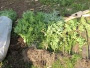 Не поднялась рука: сельчанин заботливо выращивал случайно проросшую на участке коноплю Не поднялась рука: сельчанин заботливо выращивал случайно проросшую на участке коноплю