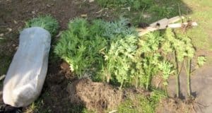 Не поднялась рука: сельчанин заботливо выращивал случайно проросшую на участке коноплю Не поднялась рука: сельчанин заботливо выращивал случайно проросшую на участке коноплю