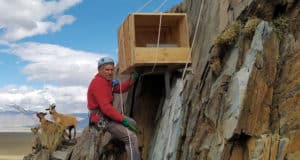 Десять искусственных гнездовий для балобанов установили в Сайлюгемском парке Десять искусственных гнездовий для балобанов установили в Сайлюгемском парке