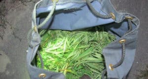Мужчину, нарвавшего рюкзак конопли в долине Чулышмана, подкараулили в Артыбаше Мужчину, нарвавшего рюкзак конопли в долине Чулышмана, подкараулили в Артыбаше