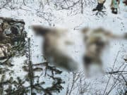 Охотники с лицензией на добычу одной косули застрелили трех косуль и марала