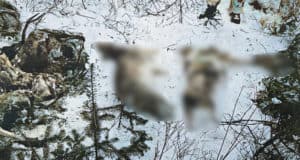 Охотники с лицензией на добычу одной косули застрелили трех косуль и марала Охотники с лицензией на добычу одной косули застрелили трех косуль и марала