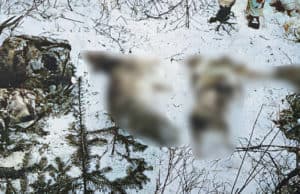 Охотники с лицензией на добычу одной косули застрелили трех косуль и марала Охотники с лицензией на добычу одной косули застрелили трех косуль и марала