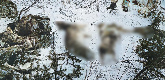 Охотники с лицензией на добычу одной косули застрелили трех косуль и марала