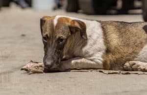 Жителя Горно-Алтайска будут судить за жестокое убийство собаки