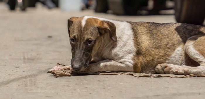 Жителя Горно-Алтайска будут судить за жестокое убийство собаки