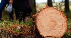 Чтобы обеспечить проезд к месту сбора ореха, сельчанин незаконно спилил 23 дерева Чтобы обеспечить проезд к месту сбора ореха, сельчанин незаконно спилил 23 дерева