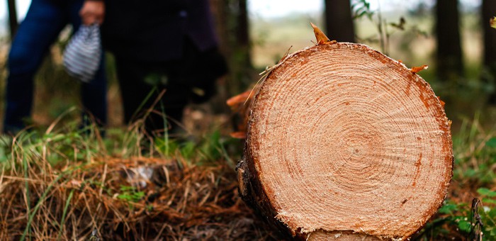Чтобы обеспечить проезд к месту сбора ореха, сельчанин незаконно спилил 23 дерева
