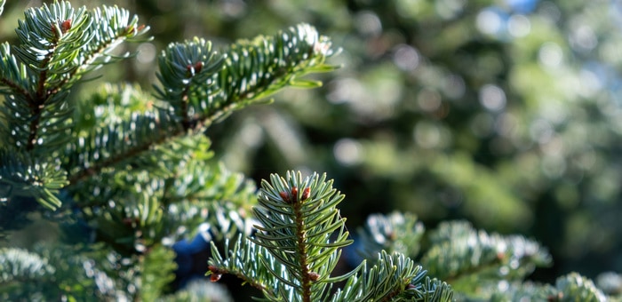 Браконьеры срубили перед Новым годом деревьев на 645 тыс. рублей