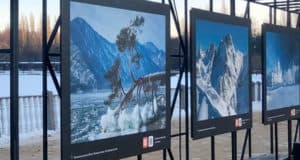 Фотографию «поклонной сосны» с Алтая выставили в Измайловском парке Москвы Фотографию «поклонной сосны» с Алтая выставили в Измайловском парке Москвы