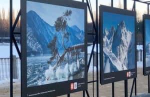 Фотографию «поклонной сосны» с Алтая выставили в Измайловском парке Москвы Фотографию «поклонной сосны» с Алтая выставили в Измайловском парке Москвы