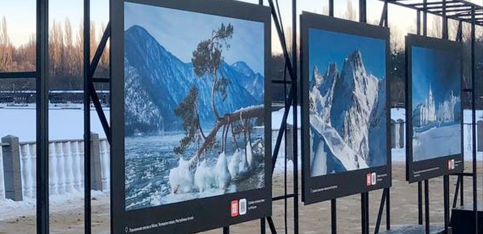 Фотографию «поклонной сосны» с Алтая выставили в Измайловском парке Москвы