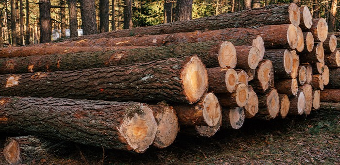 В Республике Алтай стали чаще выявлять факты незаконной рубки лесов