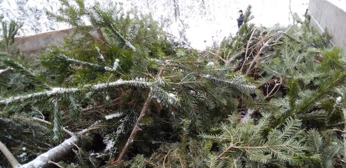В Турочакском районе задержали мужчину, спилившего 35 елок