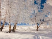 Синоптики прогнозируют умеренные морозы Синоптики прогнозируют умеренные морозы