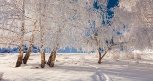 Синоптики прогнозируют умеренные морозы Синоптики прогнозируют умеренные морозы