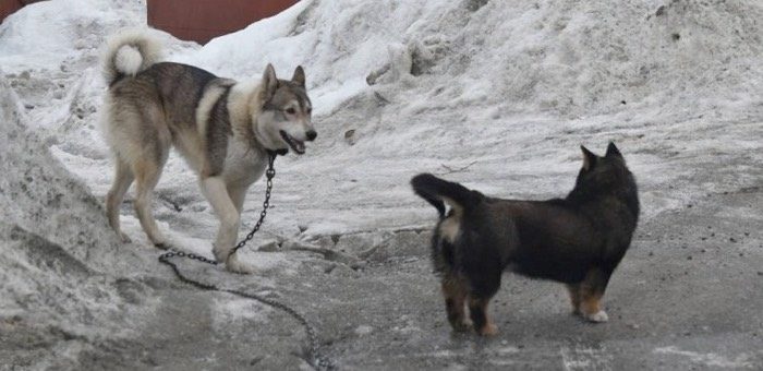 Двое детей пострадали от укусов собак в Республике Алтай