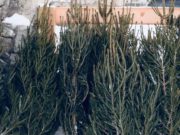 Четыре елочных базара открыты в Горно-Алтайске Четыре елочных базара открыты в Горно-Алтайске
