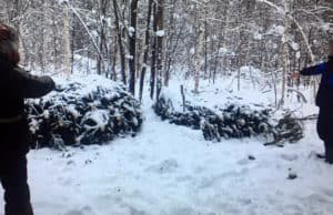 Новогодние браконьеры срубили более 300 елей в Республике Алтай