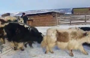 Республика Алтай отправила в Бурятию 60 яков