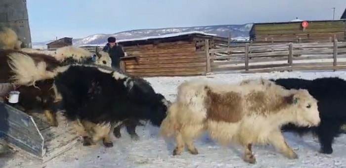 Республика Алтай отправила в Бурятию 60 яков
