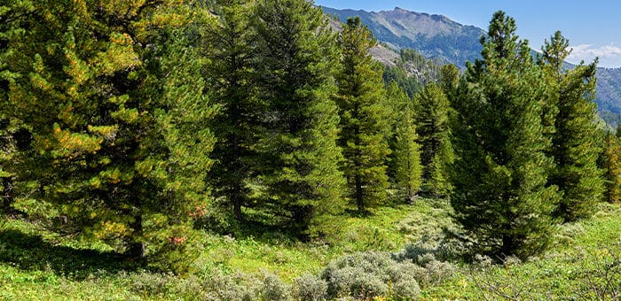 В Республике Алтай высадили более 5 тыс. га леса