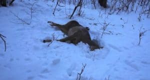 В Шебалинском районе задержали браконьеров, застреливших косулю В Шебалинском районе задержали браконьеров, застреливших косулю
