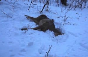 В Шебалинском районе задержали браконьеров, застреливших косулю В Шебалинском районе задержали браконьеров, застреливших косулю